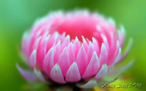 早安心语:你的生命不长,不能用它来悲伤 (1)