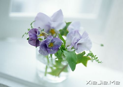 暴走萝莉的传说